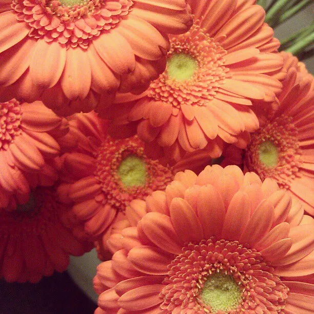 Gerberas