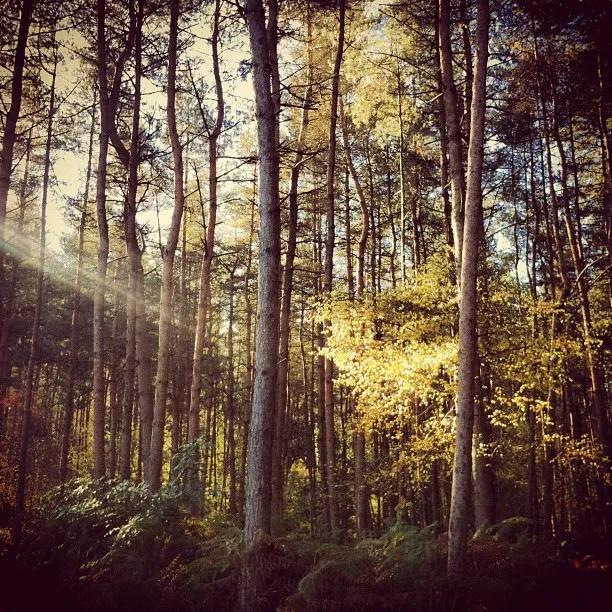 Forest of Dean, a place I visit a lot.